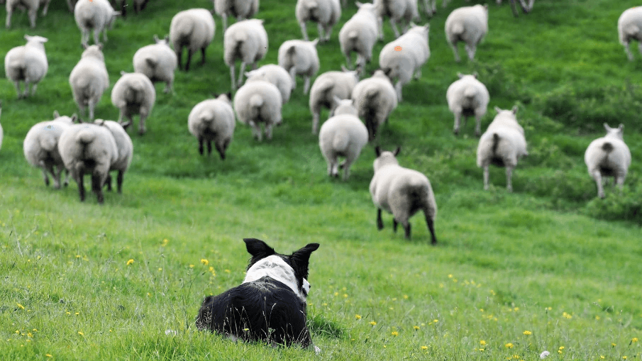 leault farm Scotland Working sheep dogs