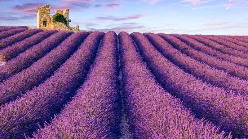 Lavender field summer near Valensole