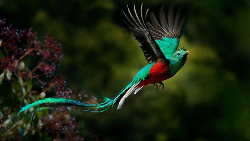 The bird in the image is a male Resplendent Quetzal (Pharomachrus mocinno), a vibrantly colored species famously known as one of the most beautiful birds in the world.