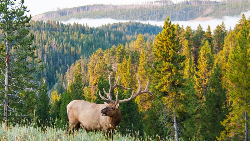 Wildlife in National Park AdobeStock 55751453