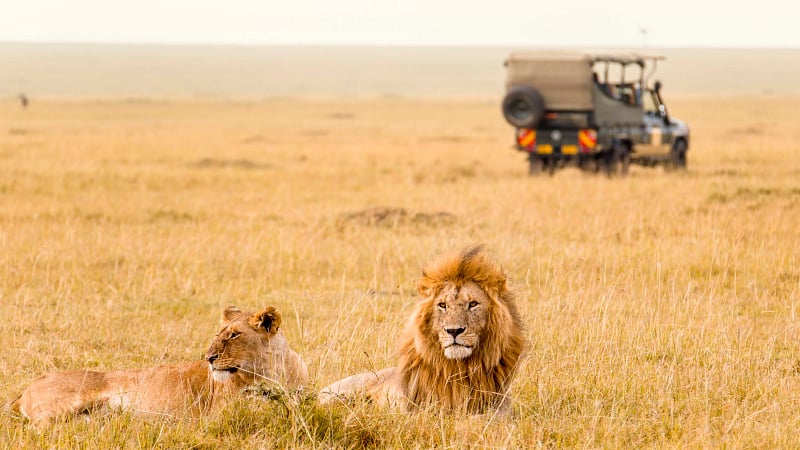 a pair of African lions resting on the open savanna during a wildlife game drive.