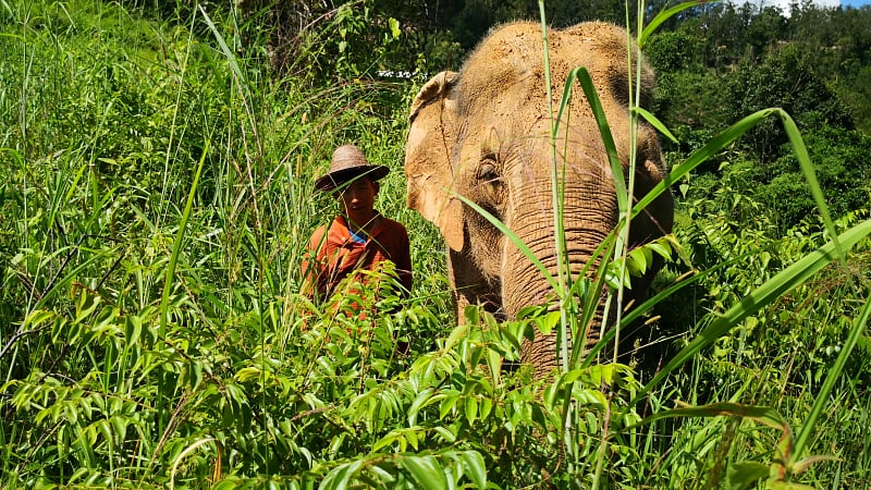 Asian elephant foraging alongside its mahout