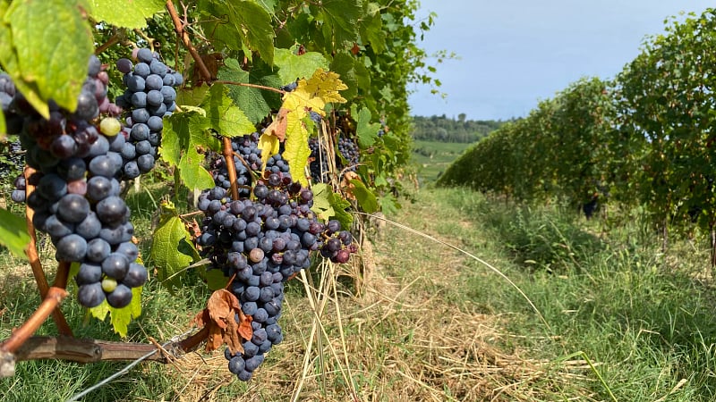 Grapes in the vineyard on a Langhe, Italy winery tour