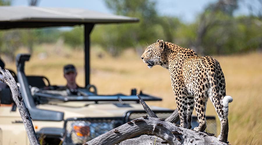 African Safari Car with Cheetah