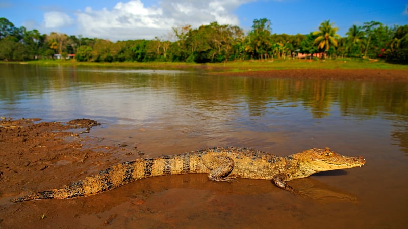 The animal resting on the riverbank is a spectacled caiman (Caiman crocodilus).