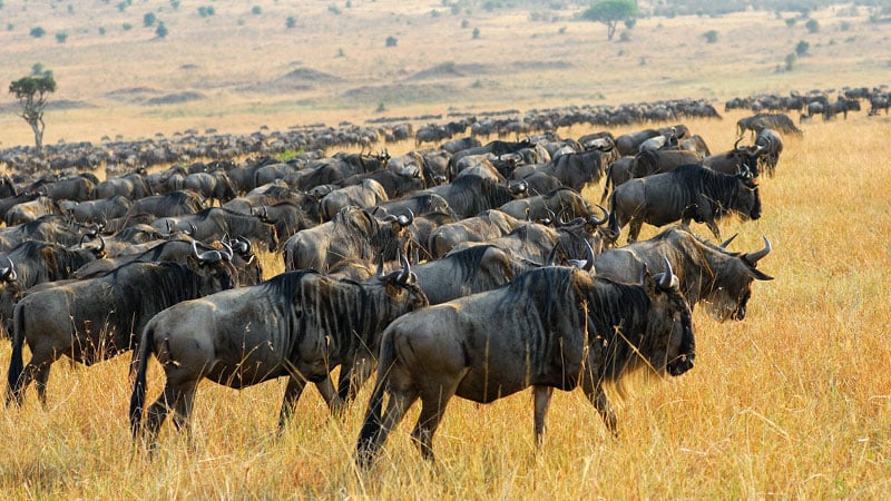 when should i go on safari herd of animals during great migration