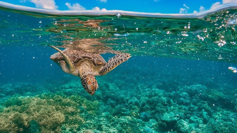 A green sea turtle swimming beneath the surface of clear ocean water over a coral reef.