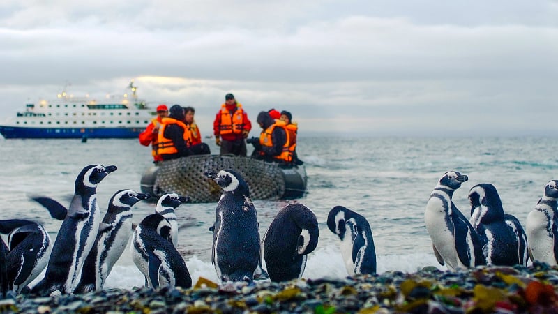 a large colony of Magellanic penguins on the rocky coast of Magdalena Island in the Strait of Magellan, Chile.