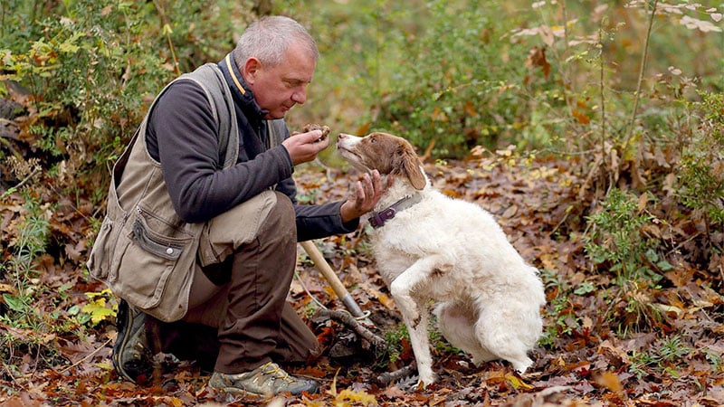 Truffles in Tuscany Italy