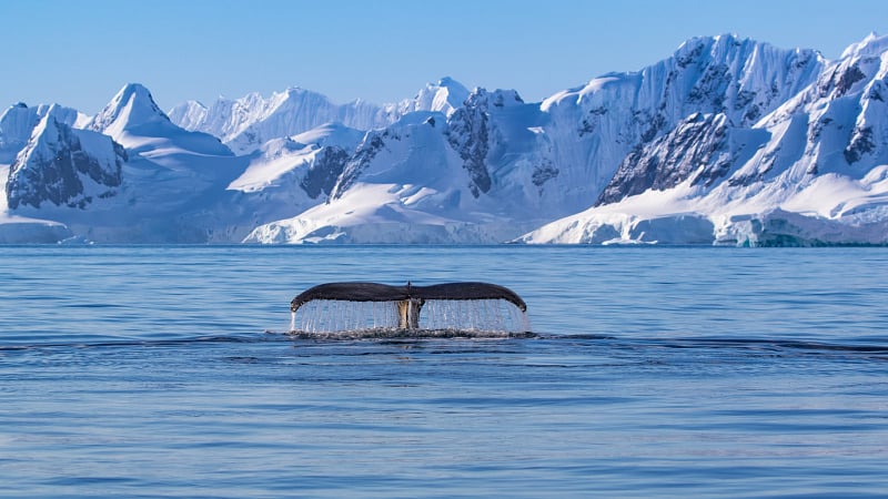 a humpback whale tail (fluke) breaking the surface of the water against a dramatic background of snow-covered mountains and glaciers.