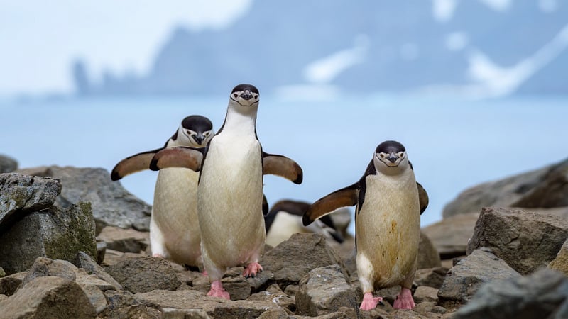 a small group of chinstrap penguins (Pygoscelis antarcticus) navigating across a rugged, rocky landscape.