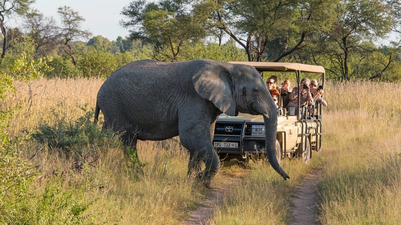 Elephant crossing in front of a safari jeep