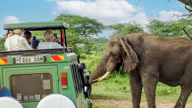 Safari vehicle encountering an African elephant