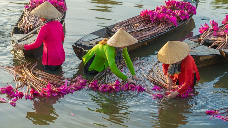 This image depicts the annual water lily harvest in Vietnam's Mekong Delta
