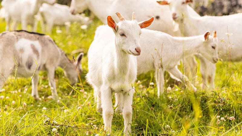 Aran Islands goats