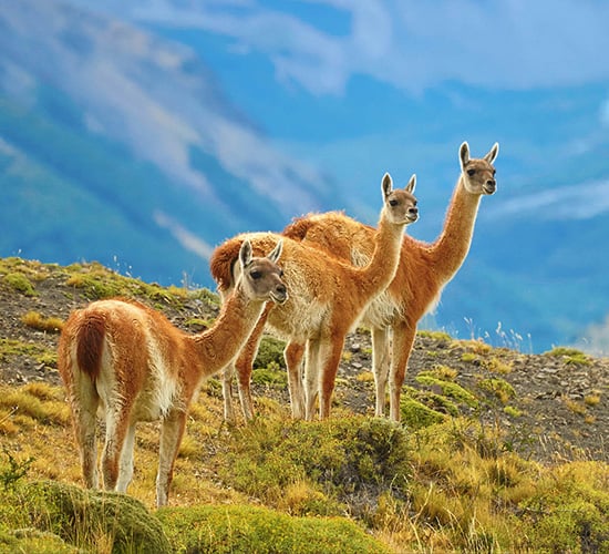 Patagonia Guanaco