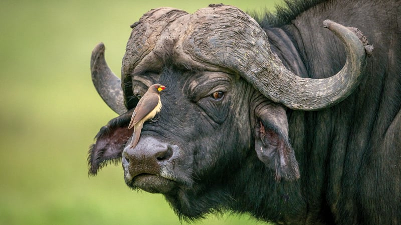 Cape Buffalo
