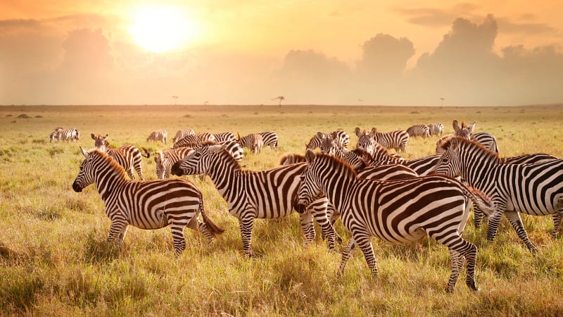 Zebras on African Plain