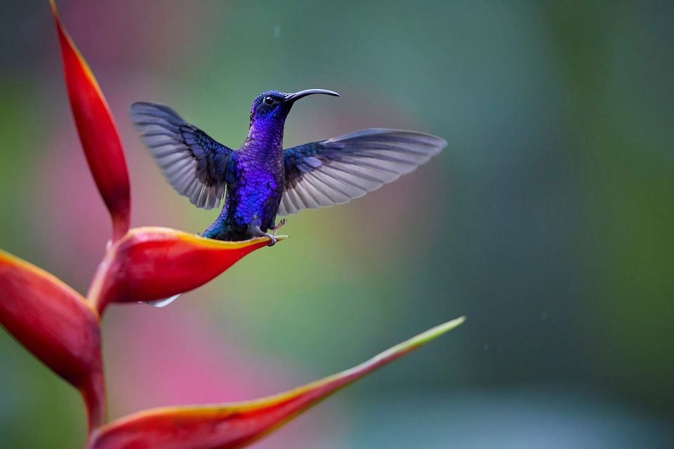 Violet Sabrewing, which is the largest hummingbird species in Central America.
