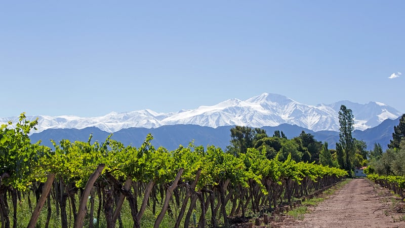 a vineyard in Mendoza, Argentina, backdropped by the striking, snow-capped peaks of the Andes Mountains.