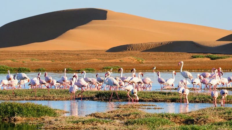 Flamingos at Pelican Point