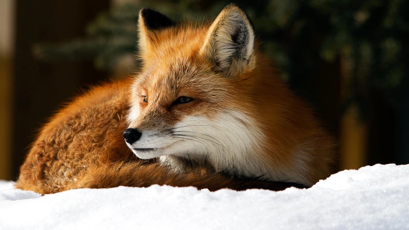 This is a red fox, the largest of the true fox species and one of the most widely distributed wild land mammals in the world.