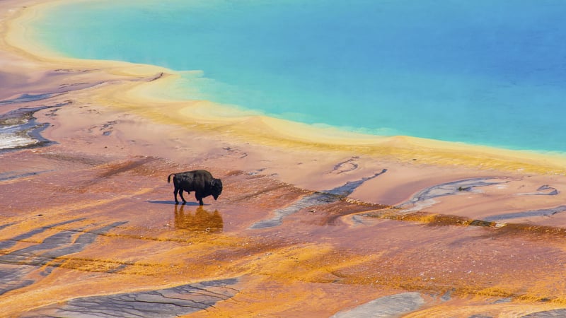 Yellow Stone National Park AdobeStock 261355161