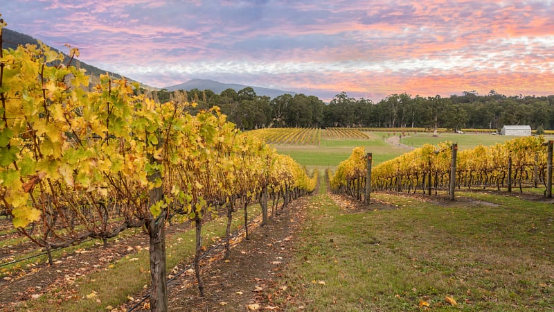 Autumn landscape at a vineyard in the Yarra Valley, a premier cool-climate wine region located just outside Melbourne in Victoria, Australia.