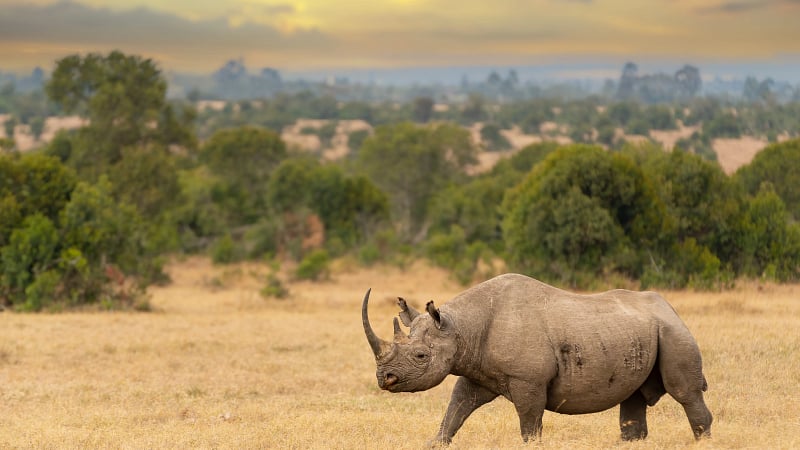 Rhino Africa