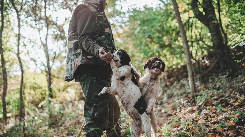A truffle hunter and their specially trained dogs.