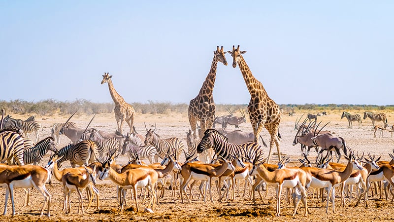 Wild animals congregate around a waterhole in Etosha National Park, northern Namibia, Africa., gemsbok, oryx