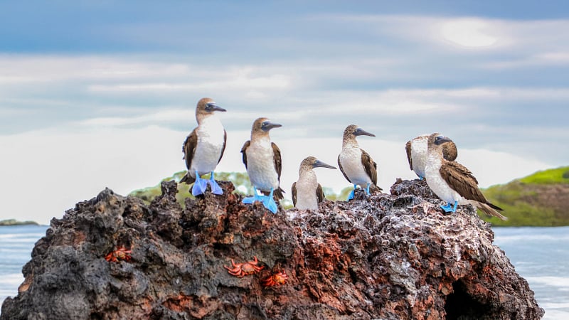 A group of blue-footed boobies resting on a volcanic rock formation.