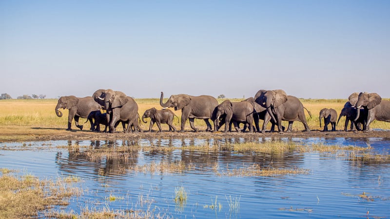 African Elephants