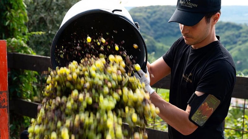 Processing grapes at the Fasol Menin Winery in the picturesque hills of Valdobbiadene, Italy.