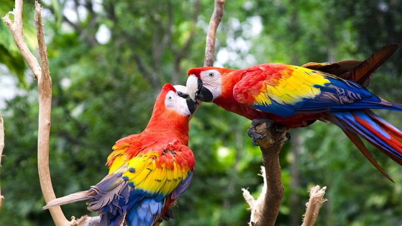 two Scarlet Macaws (Ara macao), a large and highly intelligent species of neotropical parrot.