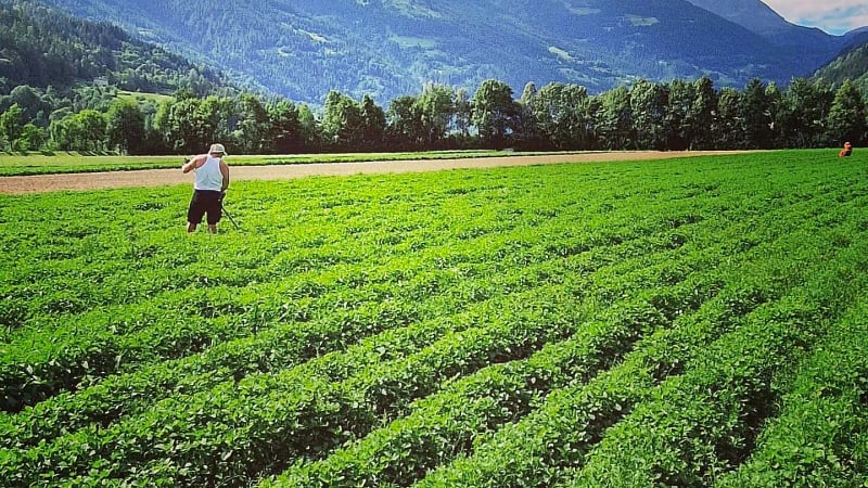 large agricultural field with lush green crops growing in long, structured rows.