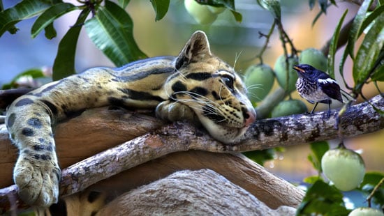 ocelot-costa-rica