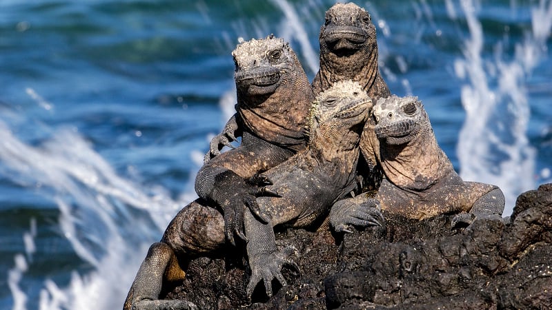 Marine Iguana, a species endemic to the Galapagos Islands.