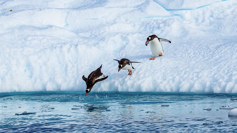 a group of Gentoo penguins diving and leaping from an icy edge into the Antarctic water.