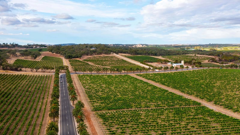 The Seppeltsfield Road and its famous Avenue of Palms, located in the premier Barossa Valley wine region of South Australia.