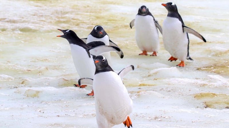 Damoy Point in Antarctica