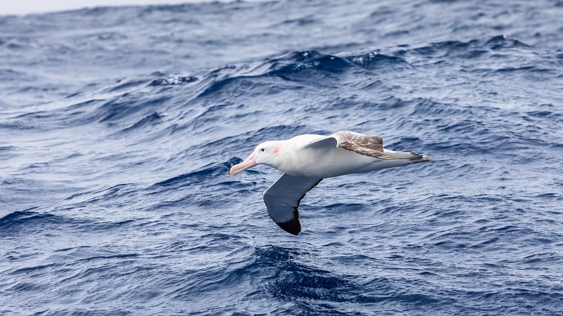 Seabird foraging in Drake Passage near Antarctic Peninsula