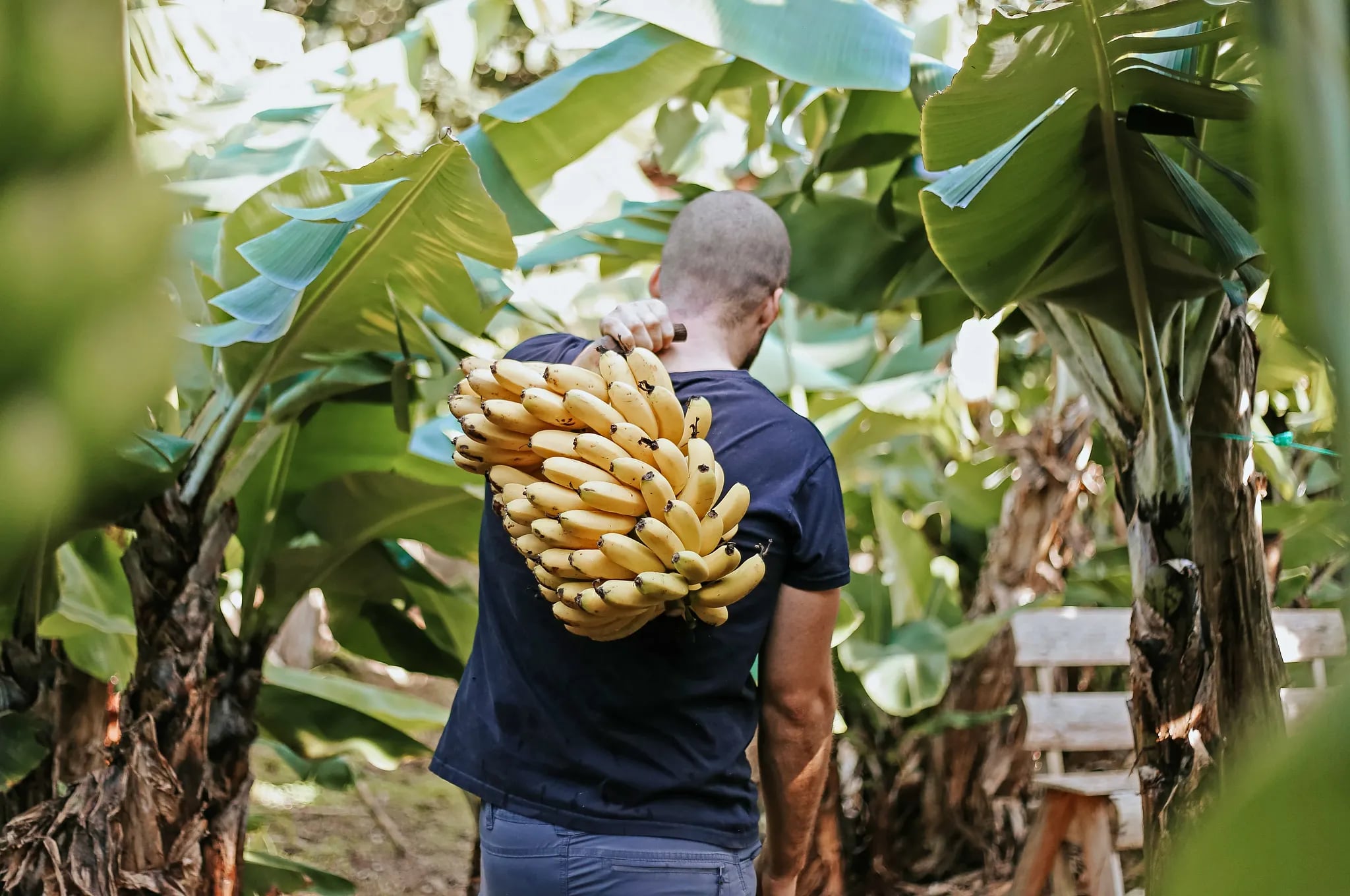 Coffee Cabana & Banana Eco Camp in Azores, Portugal