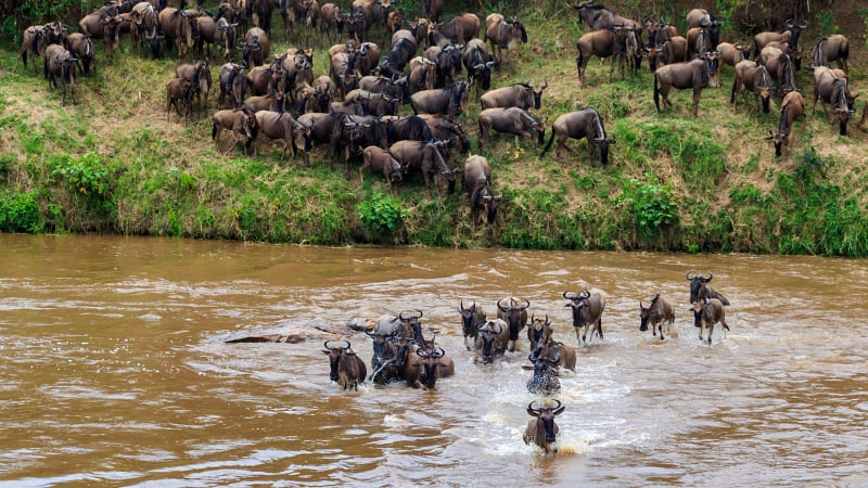 Wildebeest Migration