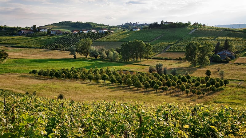 Orchard in Astigiano Italy