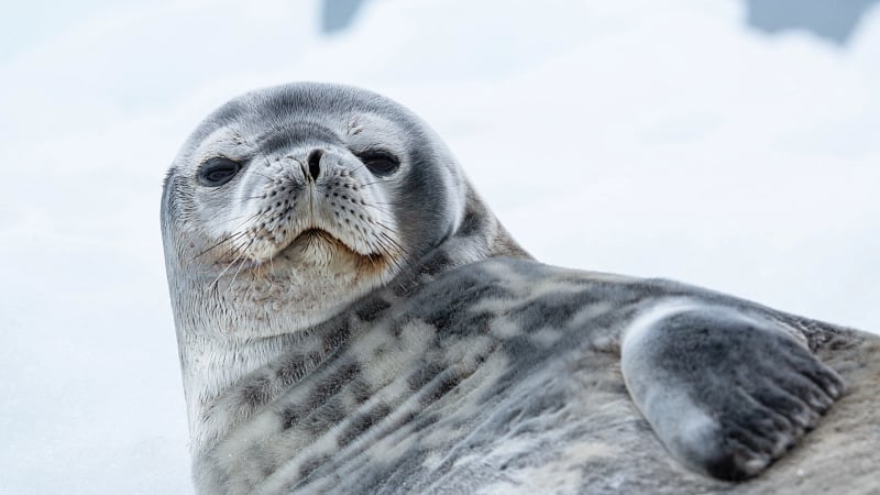a close-up of an adult Weddell seal resting on snow or ice.