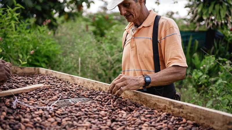 Farmworker managing cacao beans (cocoa beans) during the post-harvest processing stage.