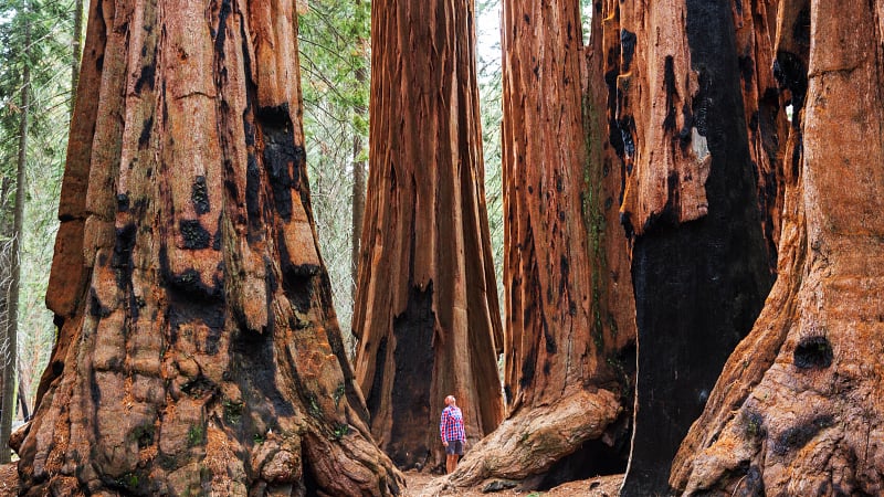 Redwood National Park AdobeStock 315000248