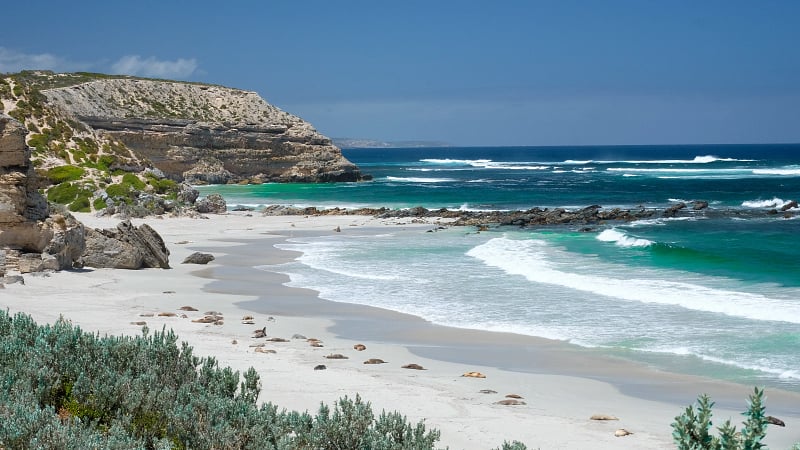 Seal Bay Conservation Park, located on the rugged south coast of Kangaroo Island in South Australia.