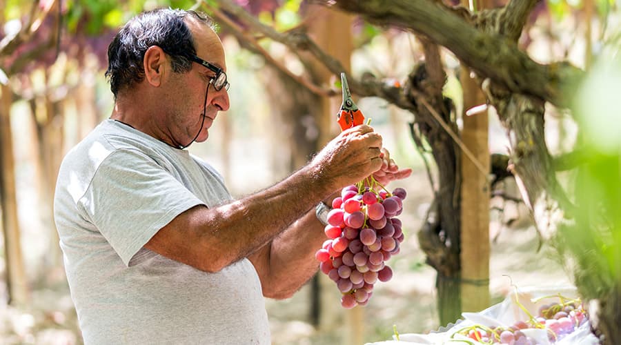 Exploring the Wine Regions of Italy